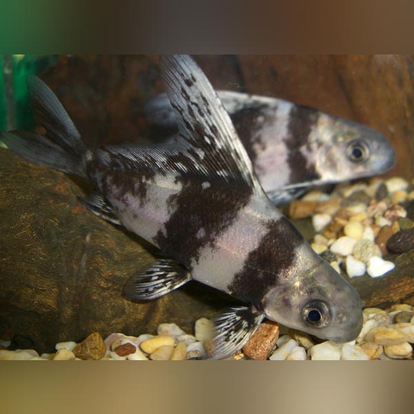 Hi-fin Banded Loach