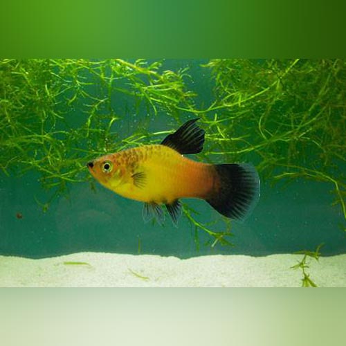 Hifin Platy