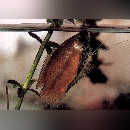 Honey Dwarf Gourami