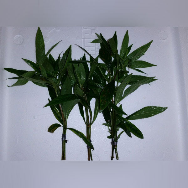 Hygrophila Willow