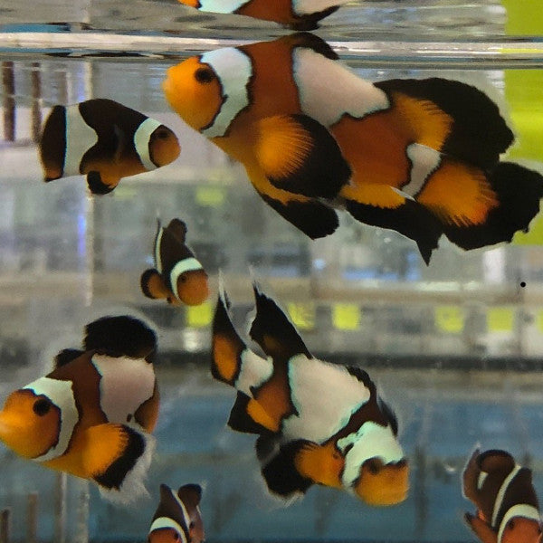 Black Longfin Clownfish
