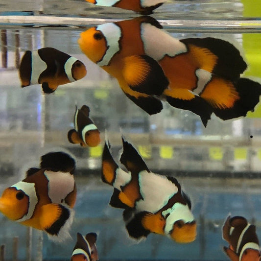 Black Longfin Clownfish