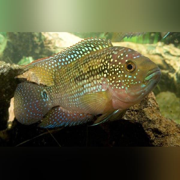 Jack Dempsey Cichlid