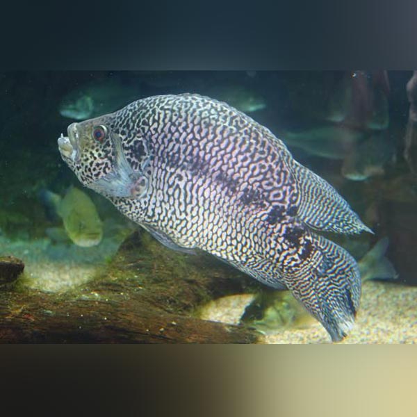 Jaguar Cichlid