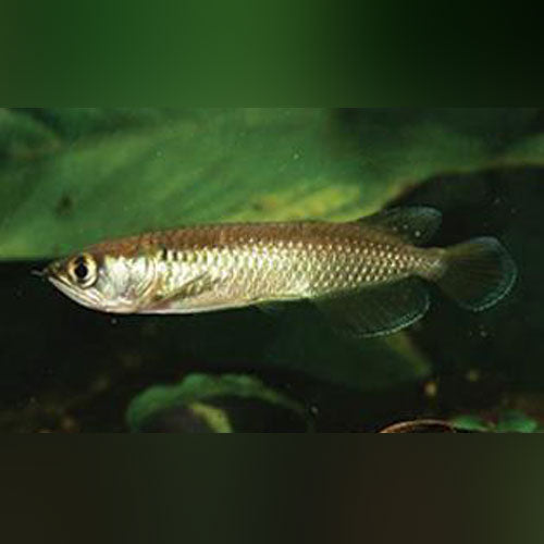 Jardini Arowana