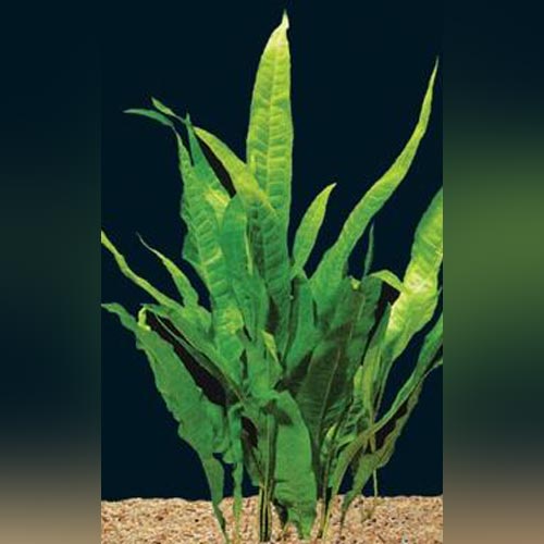 Java Fern Size Chart Java Fern for sale – AquariumFish.com