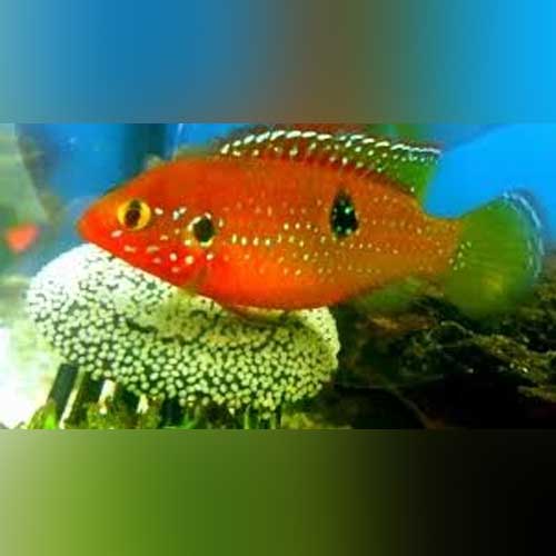 Jewel Cichlid