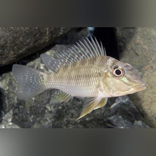 Jurupari Cichlid