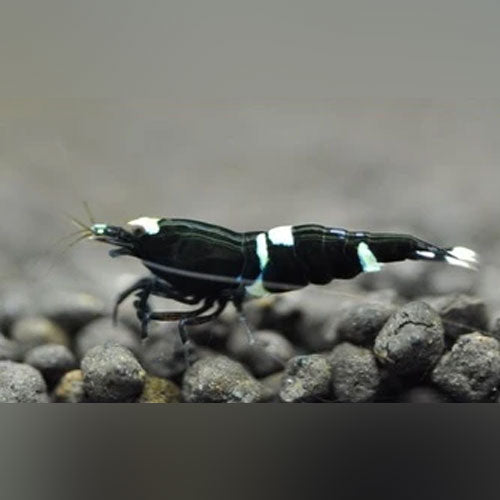 King Kong Shrimp BLACK Grade S