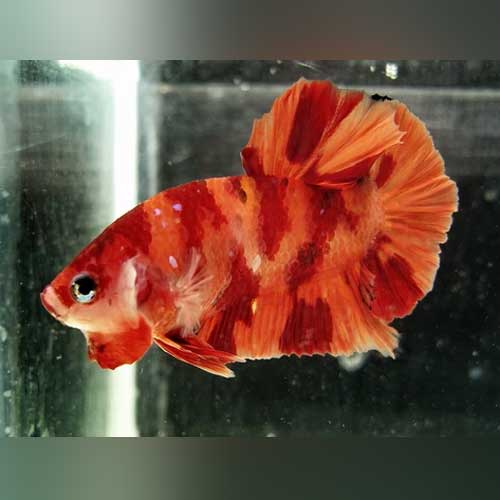 Koi Betta Round Tail Nemo