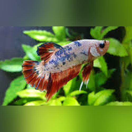 Koi Betta Roundtail