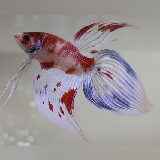 Koi Betta Veil Tail