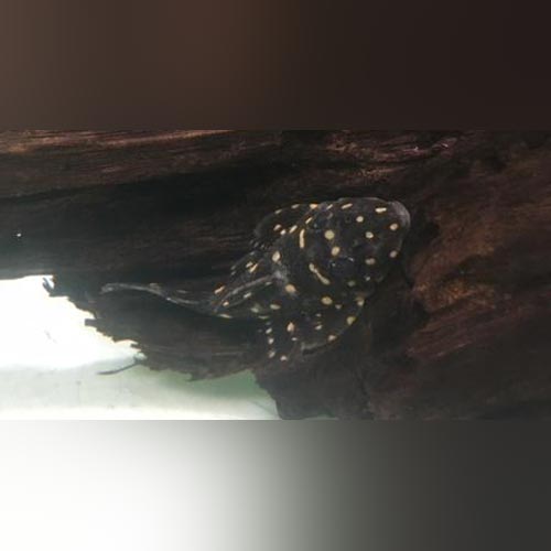 L-007 Galaxy Vampire Pleco