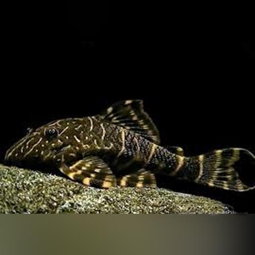 L-104 Clown Stripe Pleco