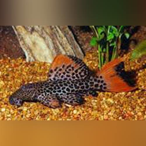 L-114 Leopard Cactus Pleco for sale – AquariumFish.com