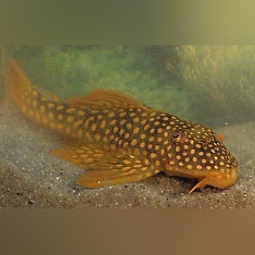 L-14 Goldie Pleco