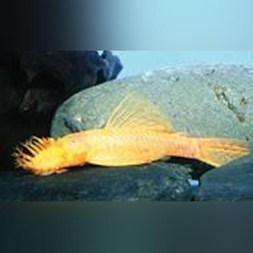 L-144 Bushynose Albino Pleco