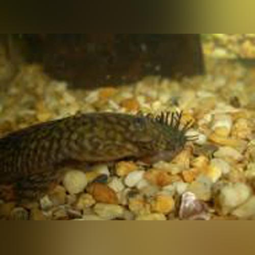 L-144 Bushynose Pleco