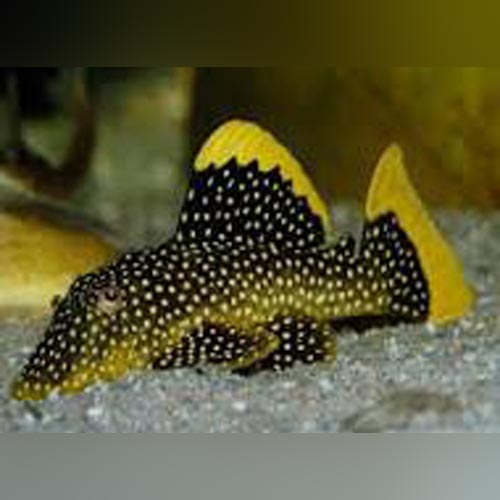 L-18 Gold Nugget Pleco