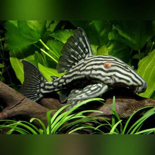 L-190 Royal Pleco