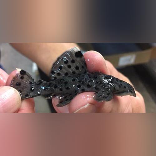 L-264 Sultan Pleco