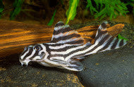 L-46 Zebra Pleco