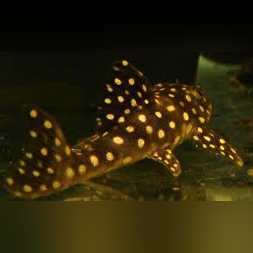 L-48 Mustard Spot Pleco