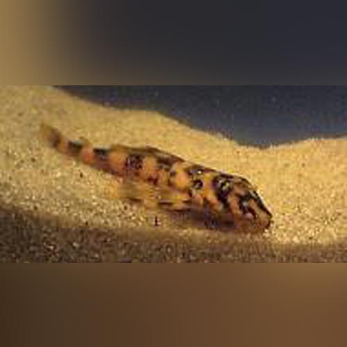 L-52 Butterfly Pleco for sale – AquariumFish.com