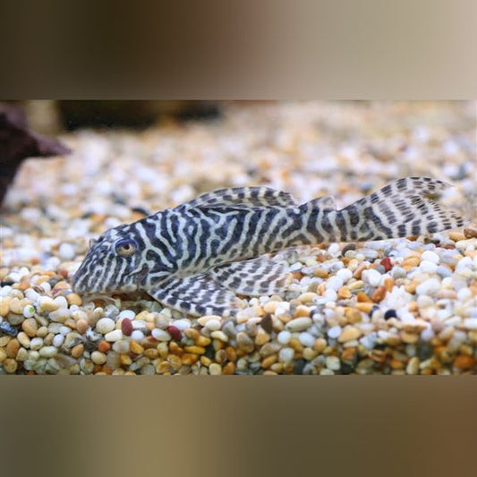 L-66 Gypsy King Pleco