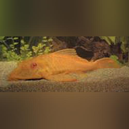 L-83 Sailfin Albino Pleco