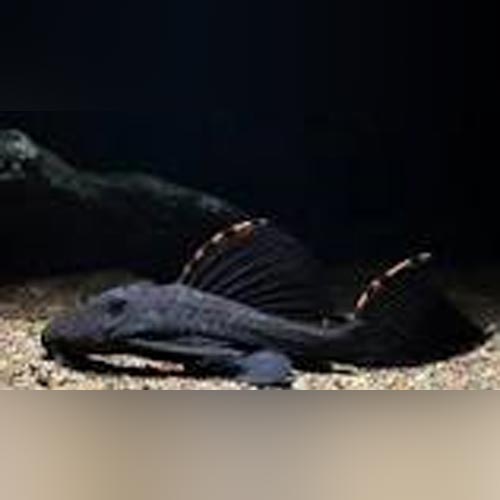 L-91 Tri Beacon Pleco