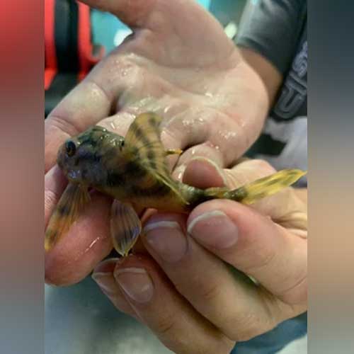 L-121 Worm Line Pleco for sale – AquariumFish.com