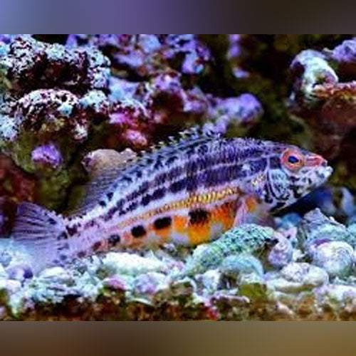 Basslets – AquariumFish.com
