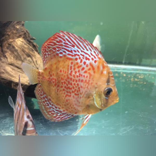 Peruvian Discus Discus Fish for Sale | AquariumFish.com