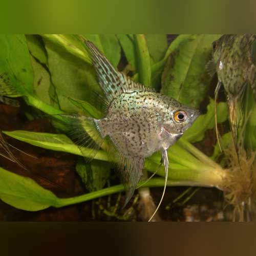 Blue Leopard Angelfish