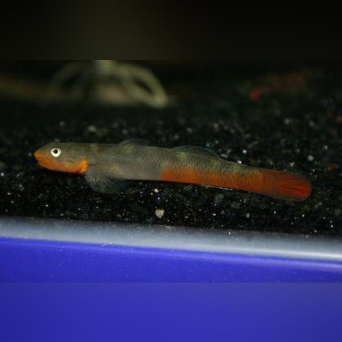 Ruby Red Goby Red Lipstick Goby for sale β AquariumFish.com