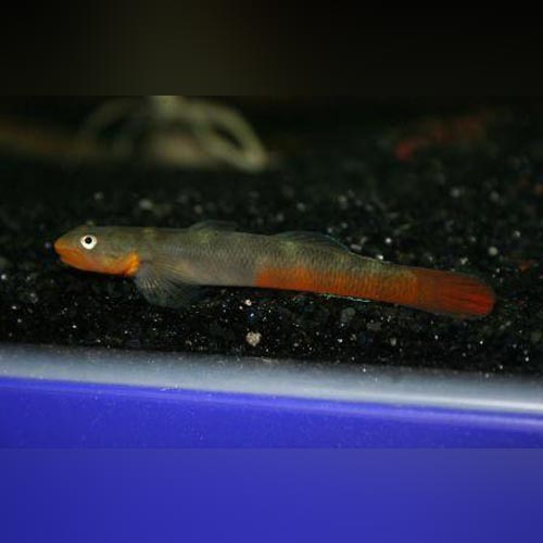 Red Lipstick Goby