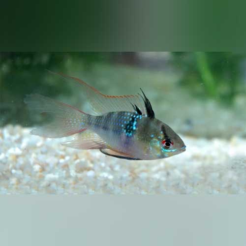 Long Fin Blue Ram