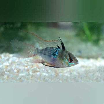 Rams – AquariumFish.com