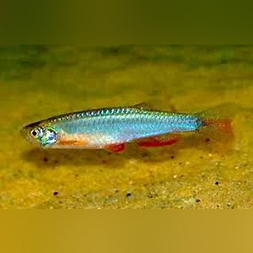 Long Fin Pearl Danio