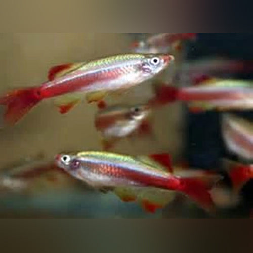 Long Fin White Cloud Minnow