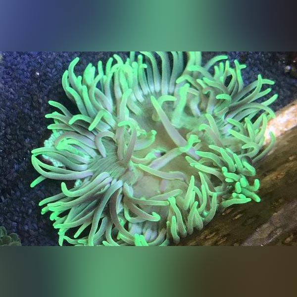 Long Tentacle Green Anemone