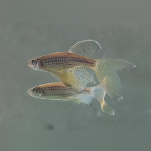 Longfin Leopard Danio