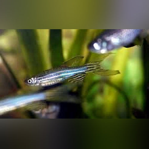 Longfin Zebra Danio