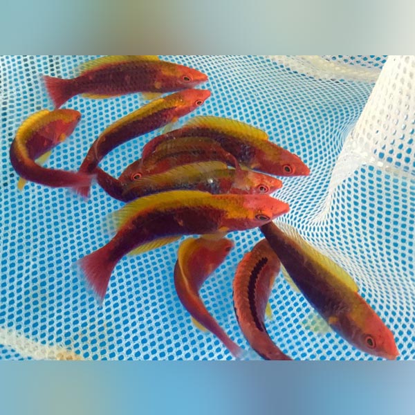 Lubbock's Wrasse for sale