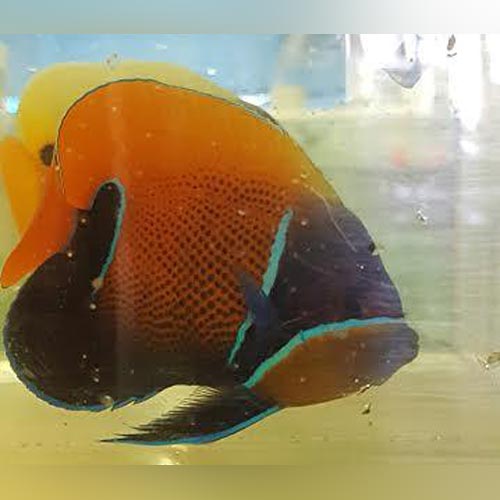 Majestic Angelfish