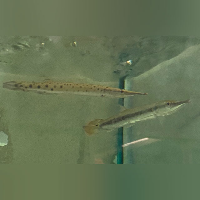 Mable Gar Marbled Gar for sale – AquariumFish.com