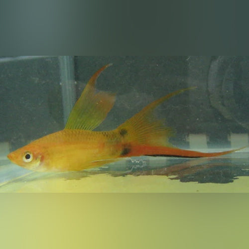 Marigold Hi Fin Lyre Swordtail