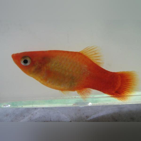 Marigold Platy