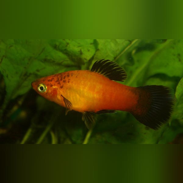 Marigold Wag Platy